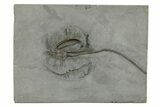 Fossil Crinoid (Dimerocrinus) - Rochester Shale, New York #295512-1